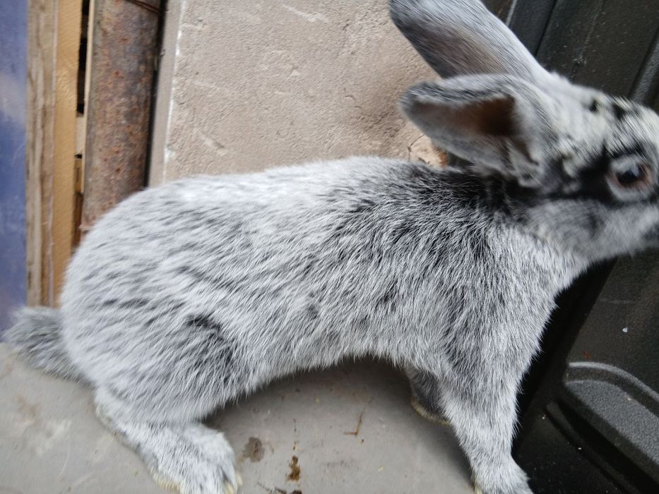 Paltaviskiy erkak sotiladi