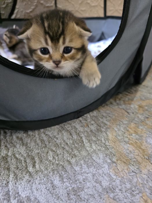 Котята, скотиш фолд