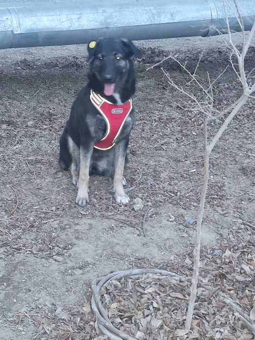 Щенок девочка 7 месяцев