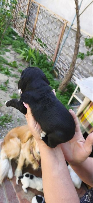 Отдам щенят даром