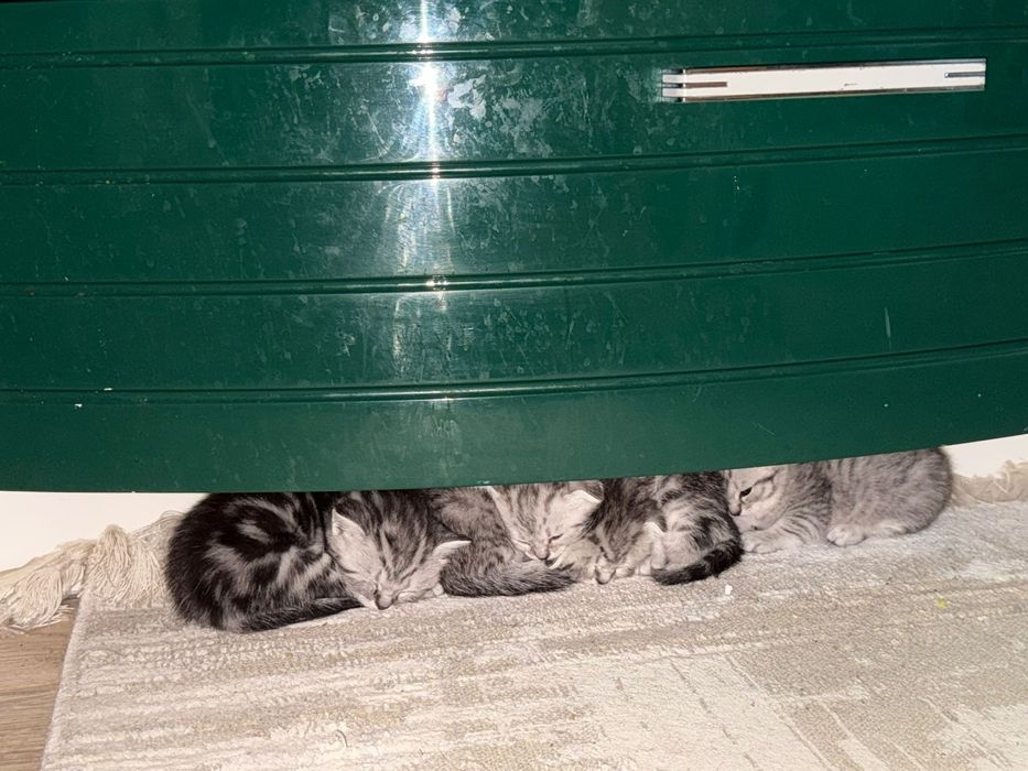 Породистые Коты Халенстрайт