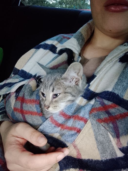 Отдам кошку в добрые руки