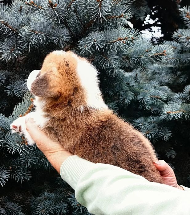 Вельш корни пемброк