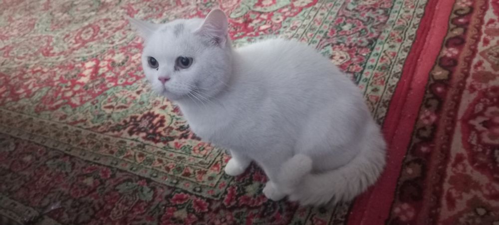 Скотишь фолд кошки