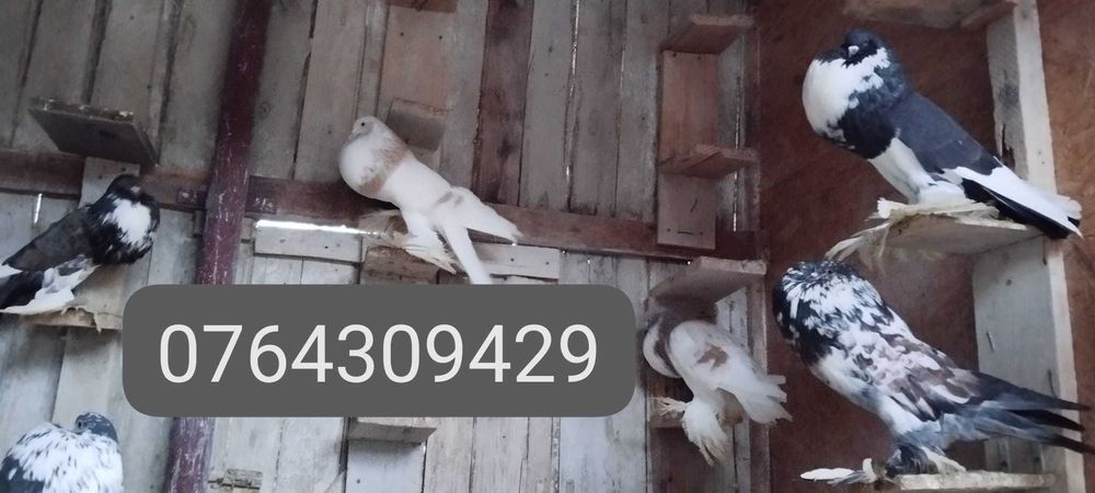 Porumbei gușați de pomerania