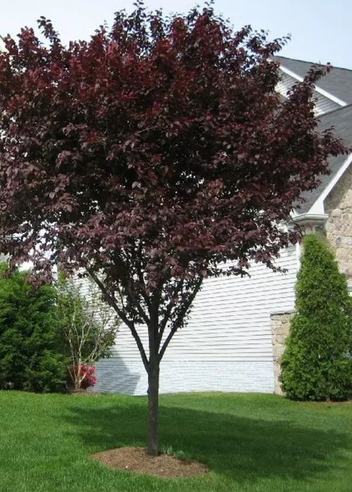 Prunus Cersifera Nigra la ghiveci