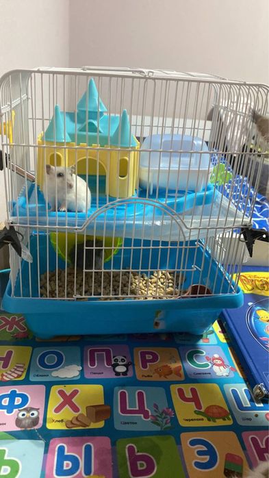 Отдам в добрые руки серого хомяка. В подарок домик для хомяка.