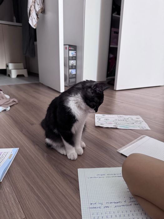 Кошка 5 месяцев девочка