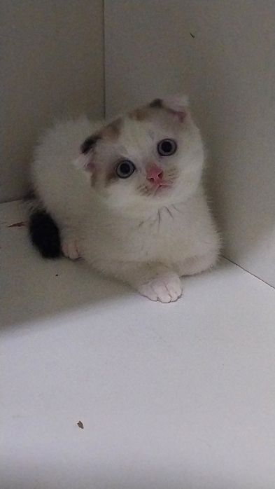 Шотланские весоухие