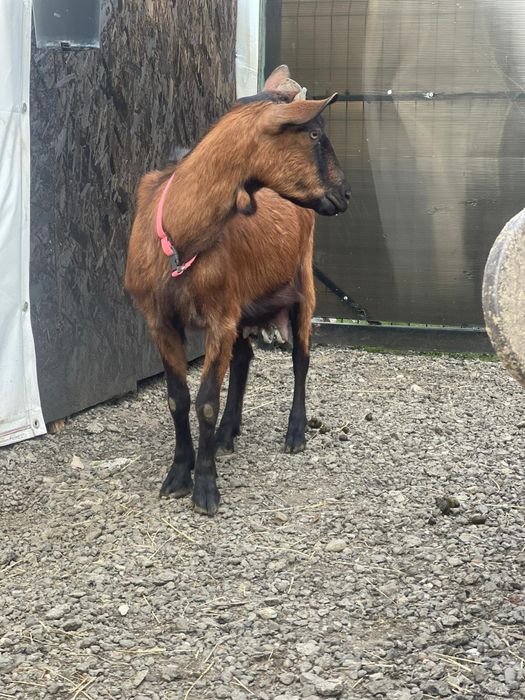 Vând / schimb ,,,2 ieduțe ,rasa alpină franceză cu sannen vârstă 2 luni jumate