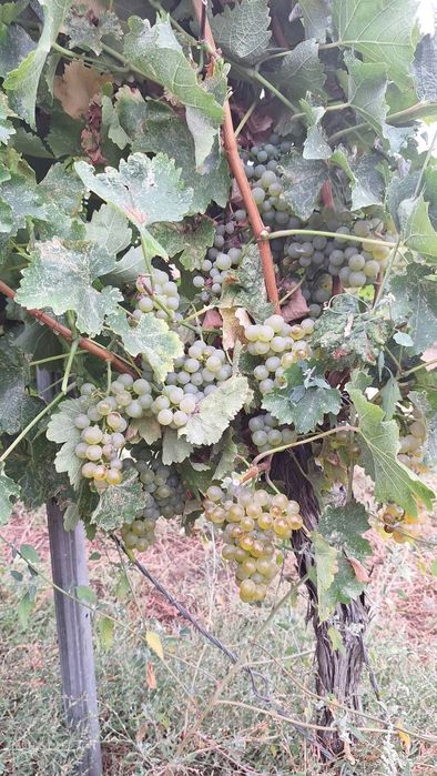 Struguri pentru vin