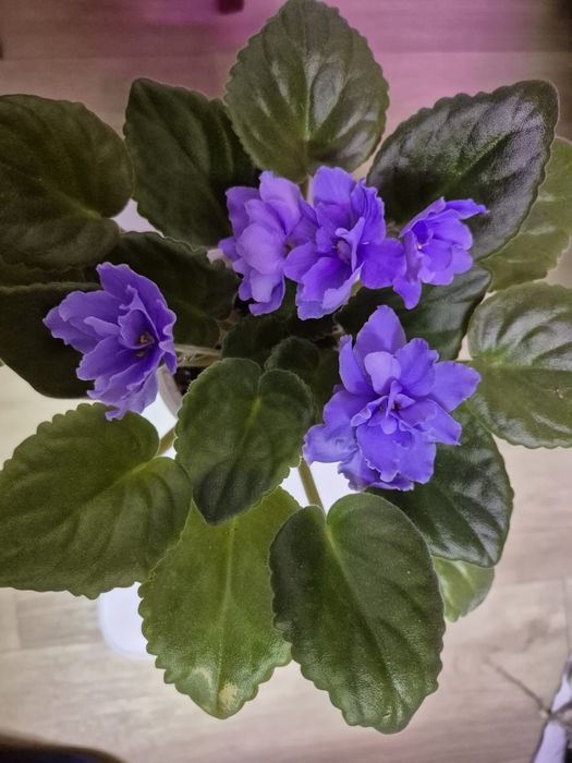 Продам цветущие фиалки