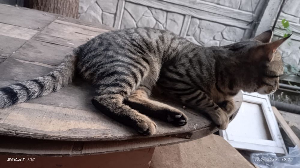 Молодой котик БЕСПЛАТНО