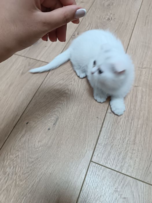 Скоттиш фолд и страй девочка 2 месяца. Scottish straight Qiz bola 2 oy