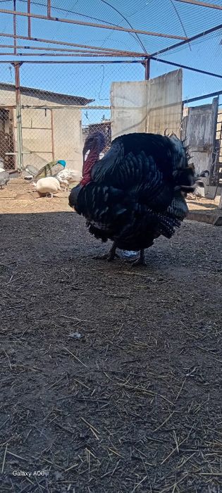 Самец индюка на племя
