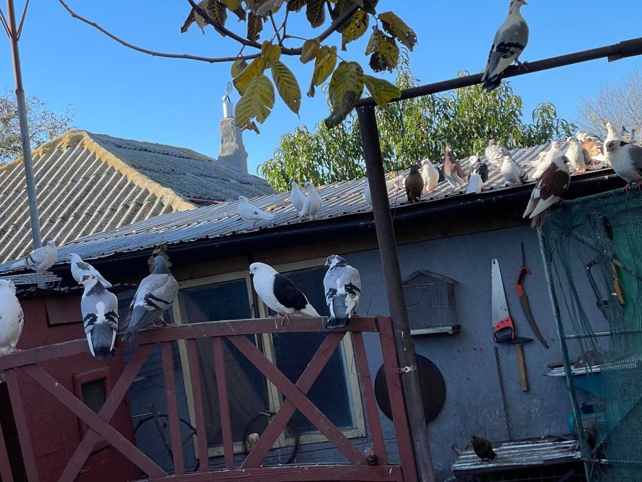 Porumbei de vânzare