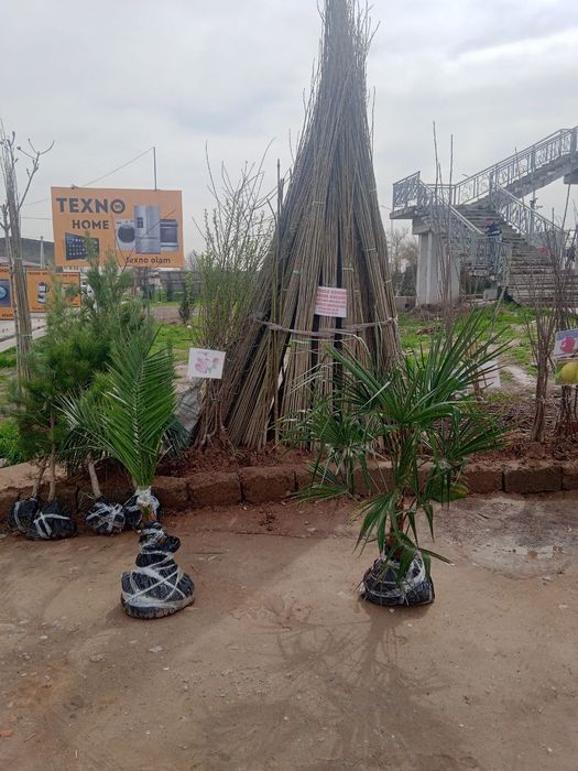 Xar xil turdagi daraxt bor