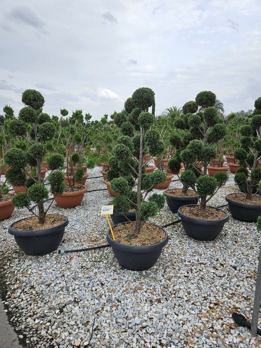 Pom pon calitate superioară