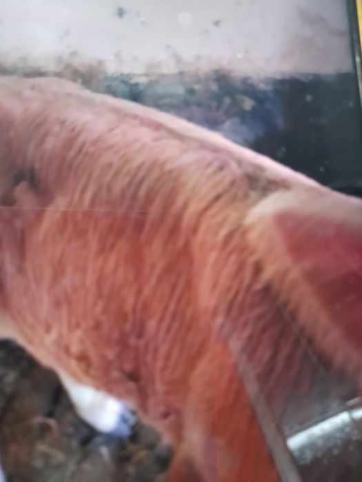 Vind vițel de 9 săptămâni