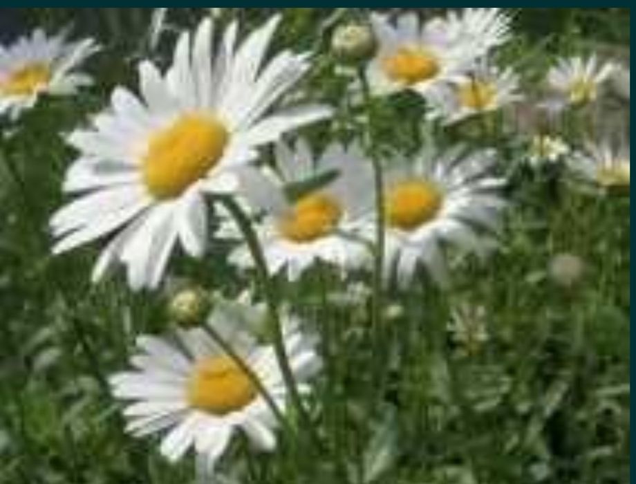 Ц В Е Т Ы. Ромашка