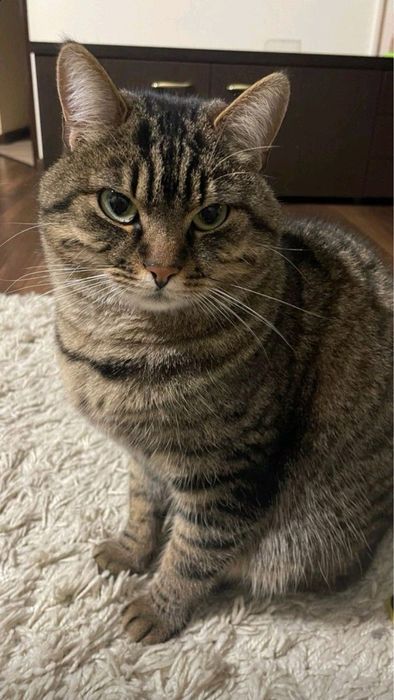 кот в добрые руки