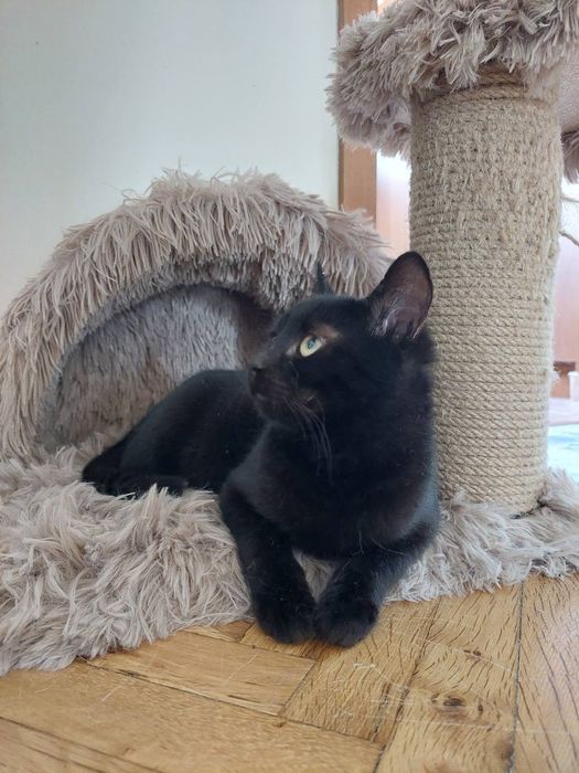 Подарявам малко черно женско коте с ваксини и осигурена кастрация