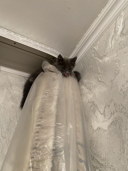 котенок 3 месячный
