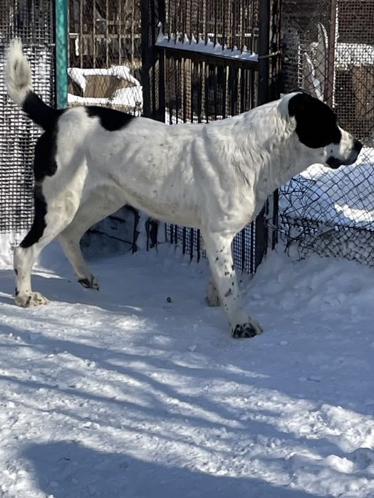 Предлагаю для вязки кобелей САО