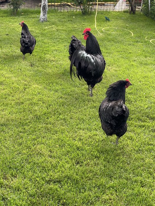 Australorp   Negru