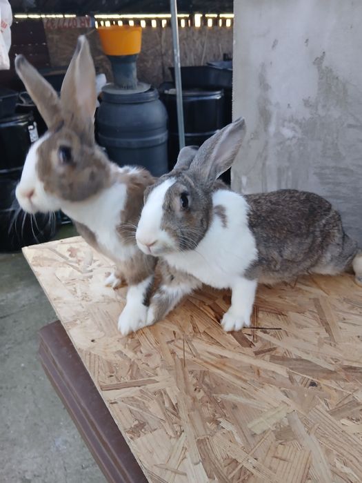 Hycole francez femele 3 luni