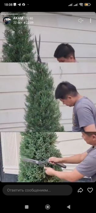 Обрезка деревьев и кустарников лечение сады вредных клещ