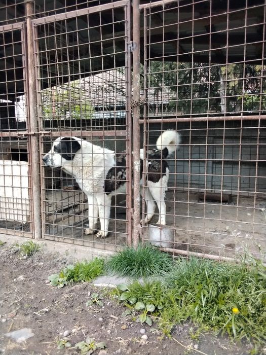 Mascul Asia centrală de 6 luni.