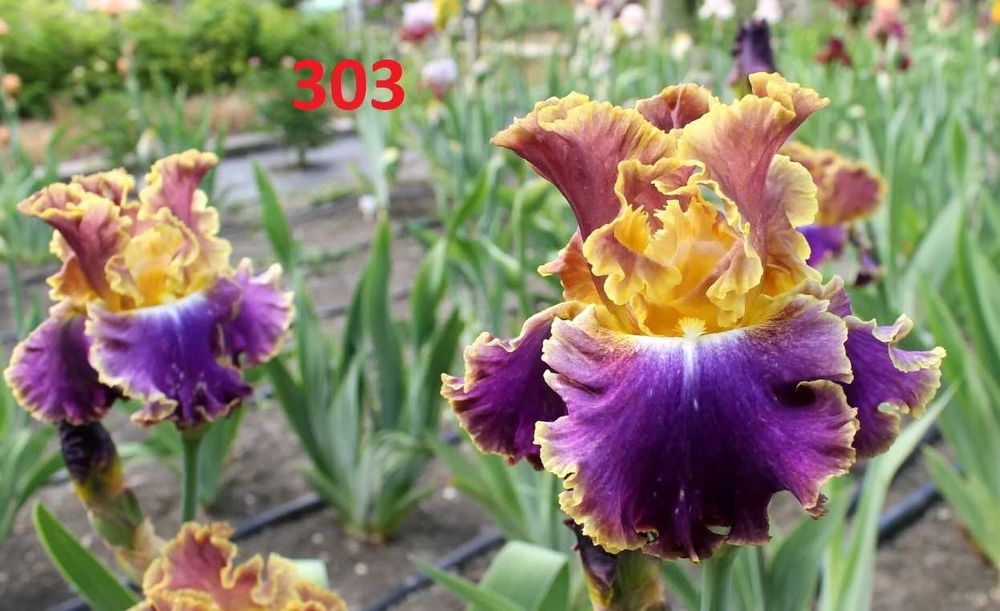 Сортови вискоки ириси /брадати ириси