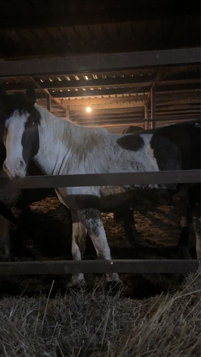 Жеребец Ала 4 года