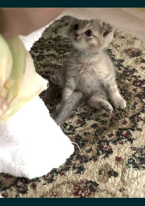 Котенок продается