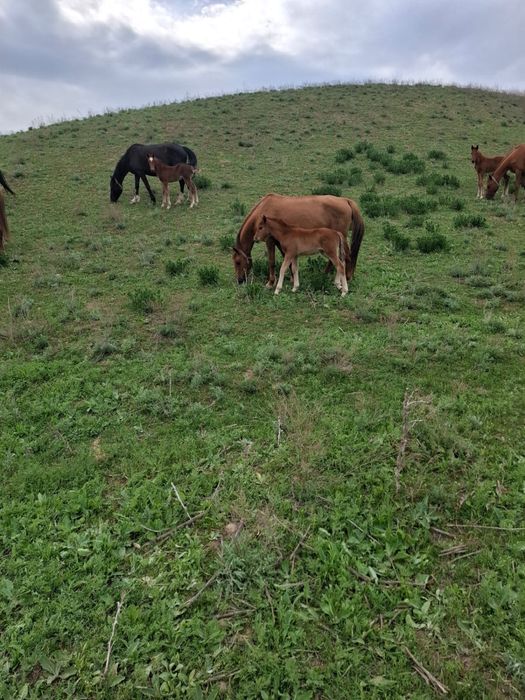 Құлынды бие сатылады