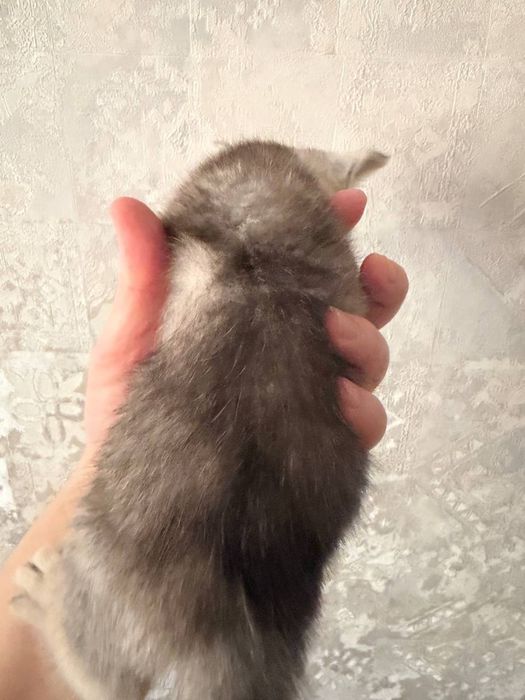 Мушук боласи,котенок