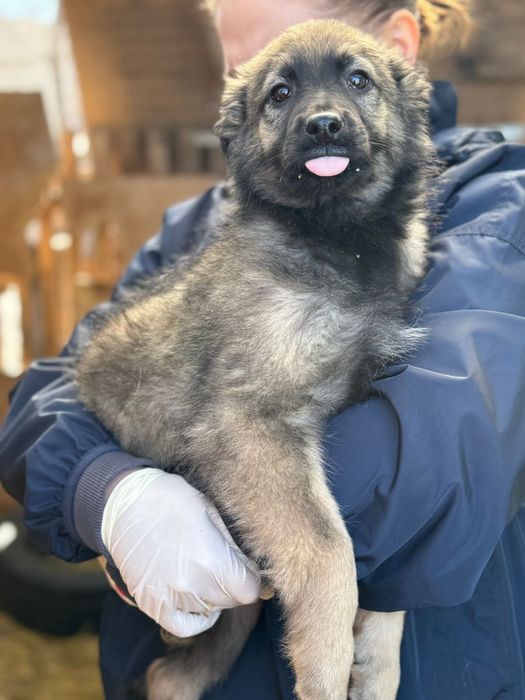 Щенки бесплатно