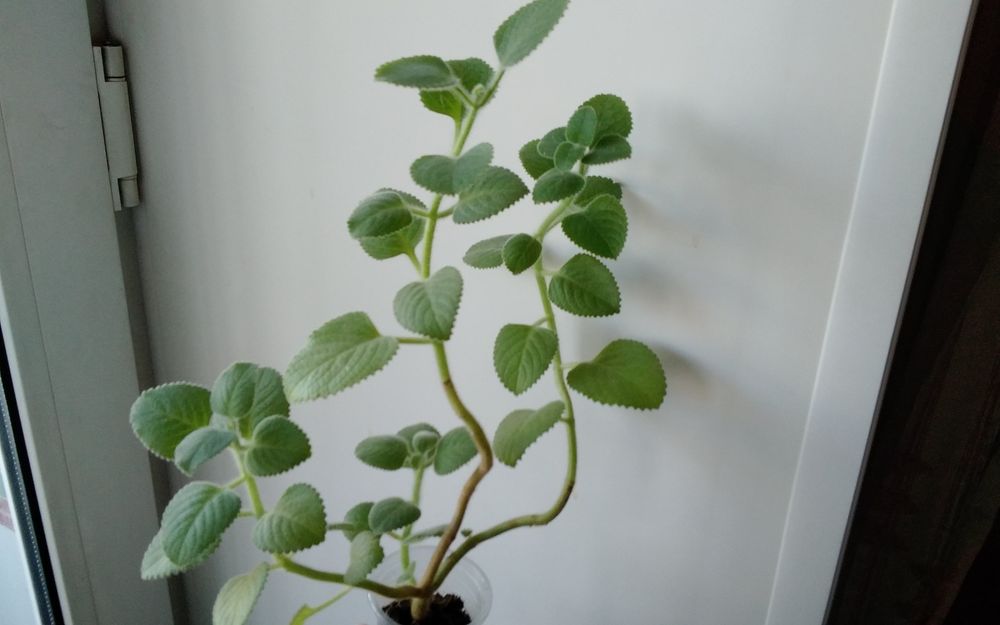 Продам   мяту комнатную