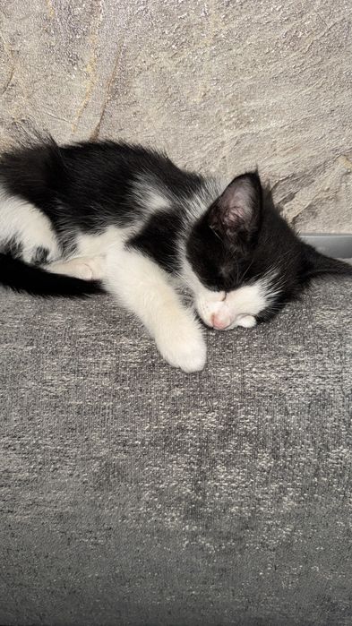 Котята маленькие домашние