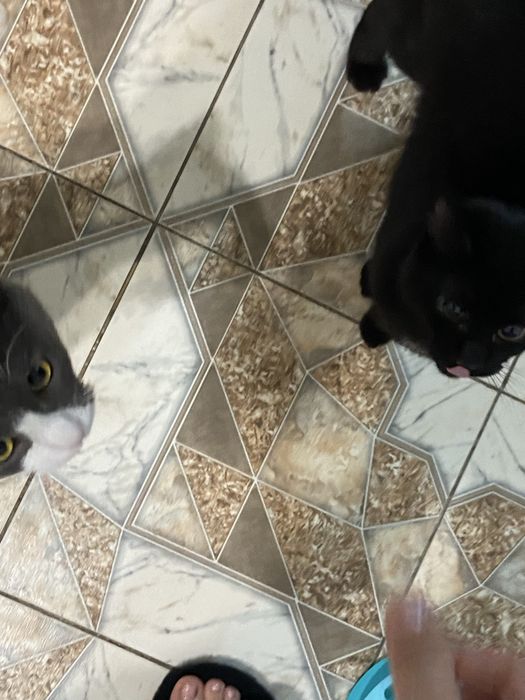 Отдам котиков в добрые руки