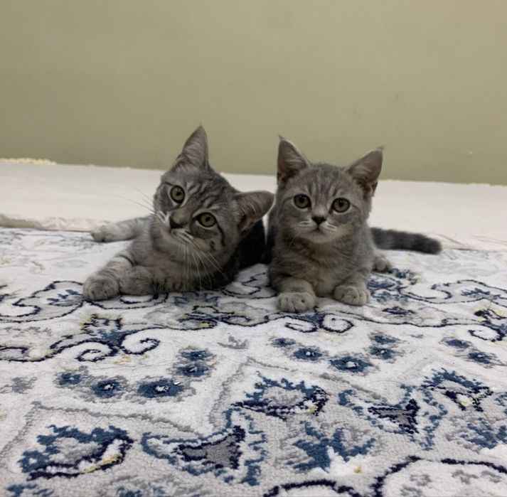 Продается котята