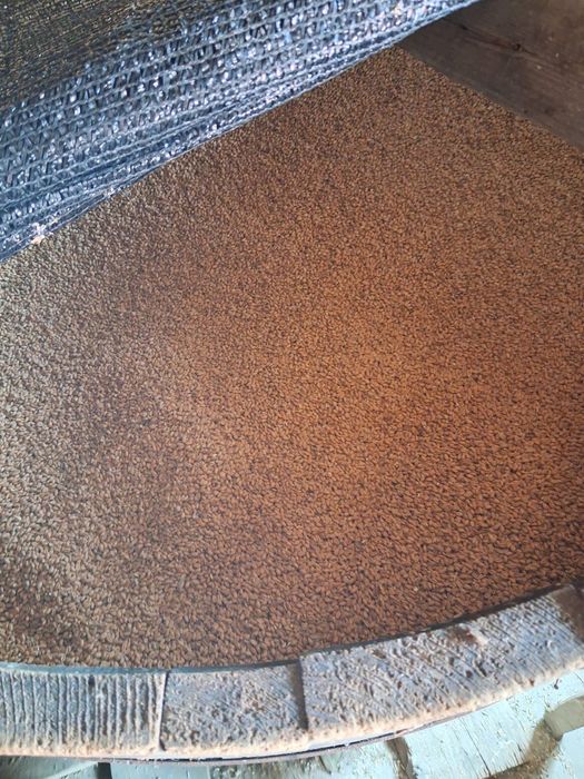 Grâu,orzoaică ,triticale