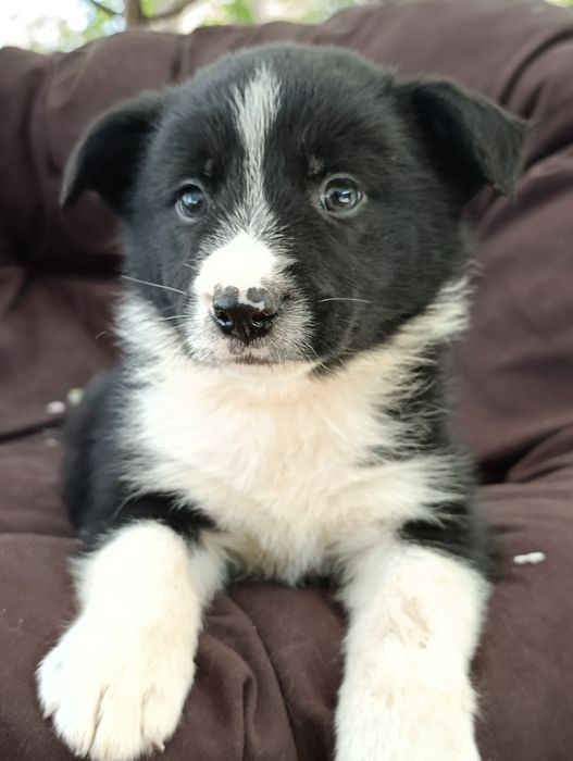 щенок Бордер колли