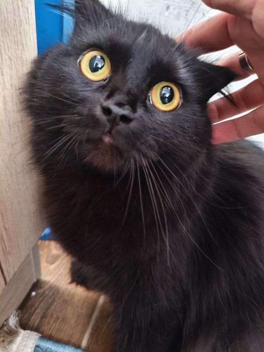 Отдам Кошку Бесплатно