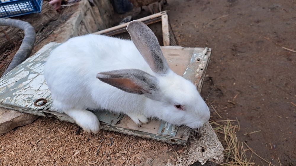 Vilikan quyon sotiladi