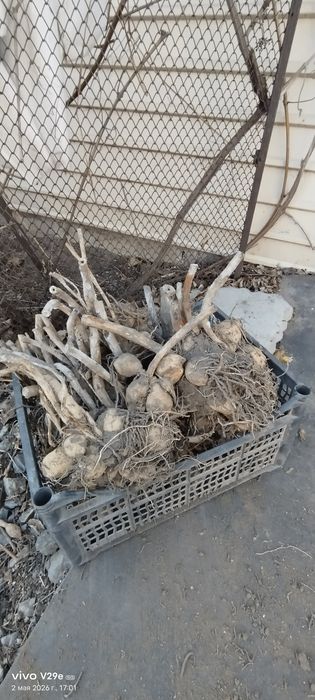 Цветы георгины .