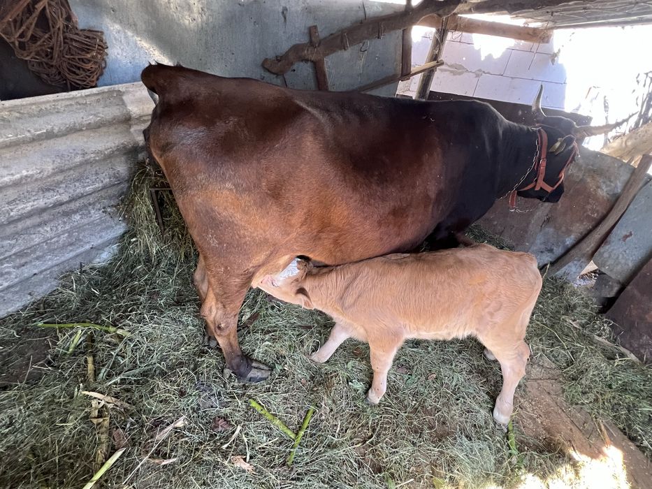 vaca cu vitel de vanzare