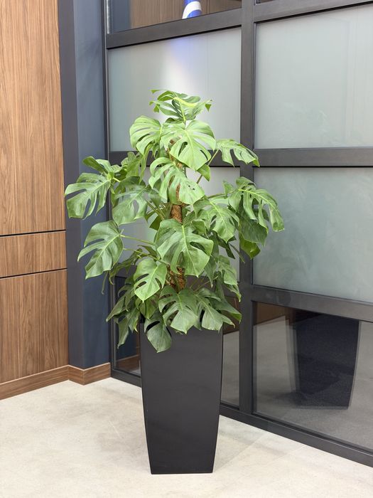 Тувакда хонаки гуллар, тайор комплект оптом ва донага