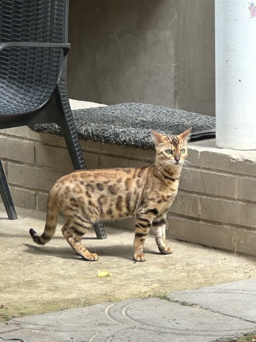 Бенгалская кошка